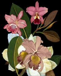 Orkideer og magnoliaer