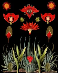 Red Desert Botanicals