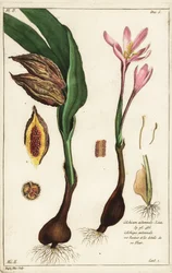 Høstkrokus, engsafran eller nakne damer, Colchicum autumnale, Linn