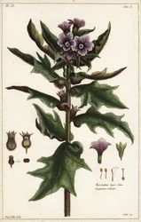 Svart bulmeurt, jusquiame noire, Hyoscyamus niger Linn
