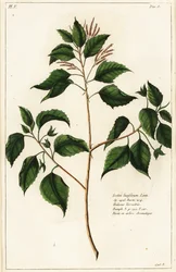 Candlenøtt, Croton laccifer