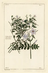 Vanlig sjasmin, Jasminum officinale, Linn