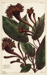 Cornucopian busk, Copianthus indica, Hil