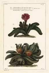 Elghornplante, Rhombophyllum dolabriforme (hatchet-leaved fiken ringblomst, Mesembryanthemum dolabriforme)