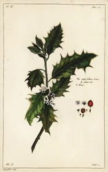 Europeisk kristtorn, Ilex aquifolium, Linn