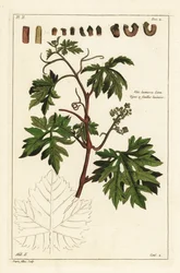 Blader og spirende druer på en vinranke, Vitis vinifera