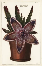 Sjøstjerneblomst eller åtselplante, Stapelia hirsuta Linn