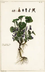 Søt fiolett, Viola odorata